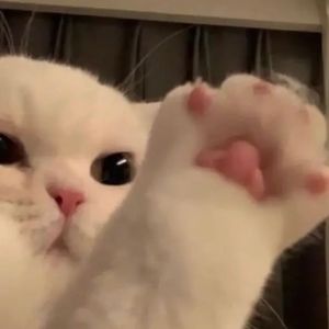 Meet your Posher, Savannah